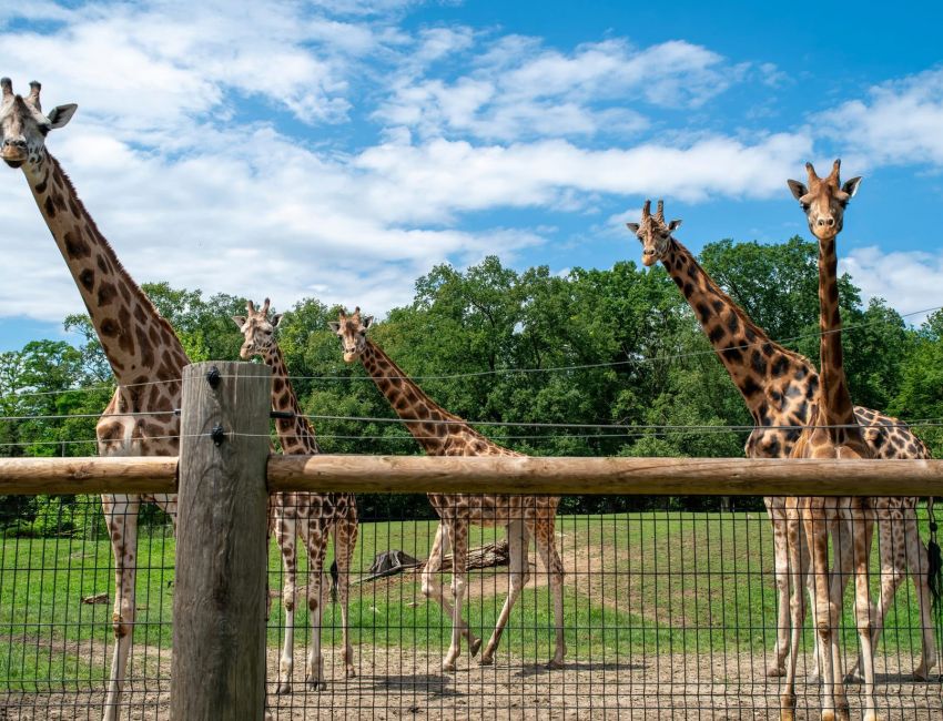 ZOO IN OPPELN